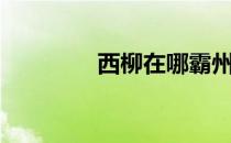 西柳在哪霸州（西柳在哪）