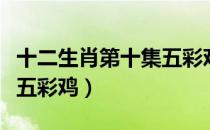 十二生肖第十集五彩鸡（关于十二生肖第十集五彩鸡）