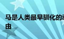 马是人类最早驯化的动物之一象征着勇敢与自由