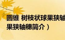 圆锥 树枝状球果狭轴穗（关于圆锥 树枝状球果狭轴穗简介）
