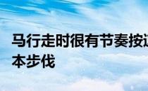 马行走时很有节奏按速度快慢可以分成四种基本步伐