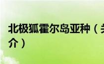 北极狐霍尔岛亚种（关于北极狐霍尔岛亚种简介）