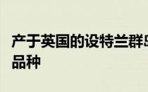 产于英国的设特兰群岛是闻名世界的著名矮马品种