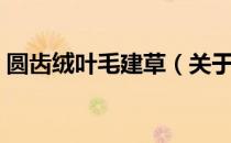 圆齿绒叶毛建草（关于圆齿绒叶毛建草简介）