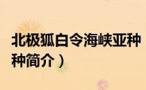 北极狐白令海峡亚种（关于北极狐白令海峡亚种简介）