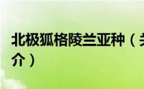 北极狐格陵兰亚种（关于北极狐格陵兰亚种简介）