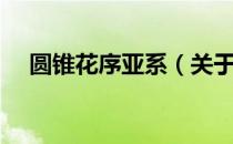 圆锥花序亚系（关于圆锥花序亚系简介）