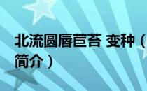 北流圆唇苣苔 变种（关于北流圆唇苣苔 变种简介）
