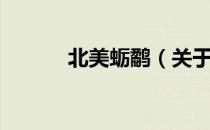 北美蛎鹬（关于北美蛎鹬简介）