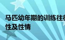 马匹幼年期的训练往往决定了马匹成年后的个性及性情