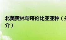 北美黄林莺哥伦比亚亚种（关于北美黄林莺哥伦比亚亚种简介）