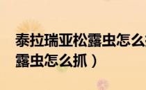 泰拉瑞亚松露虫怎么抓1.4版本（泰拉瑞亚松露虫怎么抓）