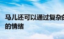 马儿还可以通过复杂的发声来传达积极和消极的情绪