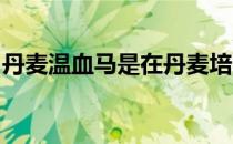 丹麦温血马是在丹麦培育的现代马术运动用马