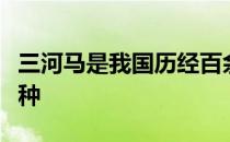 三河马是我国历经百余年培育的乘挽兼用型品种