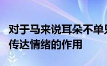 对于马来说耳朵不单只是听觉器官它还能起到传达情绪的作用