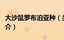 大沙鼠罗布泊亚种（关于大沙鼠罗布泊亚种简介）
