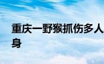 重庆一野猴抓伤多人 村民干活都自带木棍防身