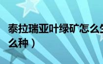 泰拉瑞亚叶绿矿怎么生长（泰拉瑞亚叶绿矿怎么种）