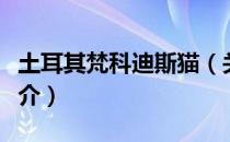 土耳其梵科迪斯猫（关于土耳其梵科迪斯猫简介）