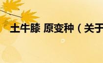 土牛膝 原变种（关于土牛膝 原变种简介）