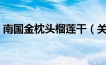南国金枕头榴莲干（关于南国金枕头榴莲干）