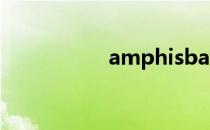 amphisbaena abbie