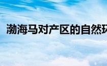 渤海马对产区的自然环境有良好的适应能力