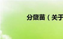 分蘖苗（关于分蘖苗介绍）