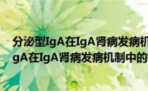 分泌型IgA在IgA肾病发病机制中的作用研究（关于分泌型IgA在IgA肾病发病机制中的作用研究介绍）