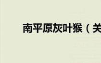 南平原灰叶猴（关于南平原灰叶猴）