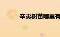 辛夷树苗哪里有售（辛夷树苗）