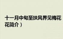 十一月中旬至扶风界见梅花（关于十一月中旬至扶风界见梅花简介）