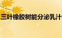 三叶橡胶树能分泌乳汁是因为其组成结构上有