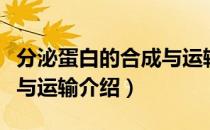 分泌蛋白的合成与运输（关于分泌蛋白的合成与运输介绍）