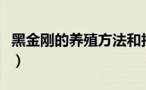 黑金刚的养殖方法和技术（黑金刚的养殖方法）
