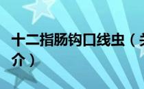 十二指肠钩口线虫（关于十二指肠钩口线虫简介）