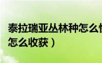 泰拉瑞亚丛林种怎么快速获得（泰拉瑞亚盆栽怎么收获）