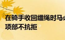 在骑手收回缰绳时马必须接受联系而马嘴及其项部不抗拒