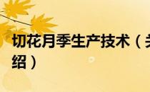 切花月季生产技术（关于切花月季生产技术介绍）