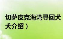 切萨皮克海湾寻回犬（关于切萨皮克海湾寻回犬介绍）