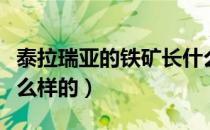泰拉瑞亚的铁矿长什么样（泰拉瑞亚铁矿是什么样的）