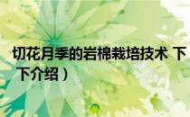 切花月季的岩棉栽培技术 下（关于切花月季的岩棉栽培技术 下介绍）