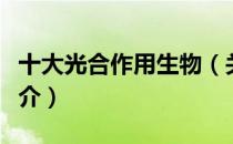 十大光合作用生物（关于十大光合作用生物简介）