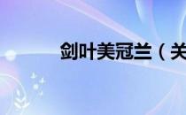 剑叶美冠兰（关于剑叶美冠兰）