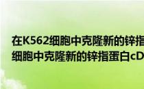 在K562细胞中克隆新的锌指蛋白cDNA基因（关于在K562细胞中克隆新的锌指蛋白cDNA基因简介）