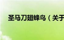 圣马刀翅蜂鸟（关于圣马刀翅蜂鸟简介）