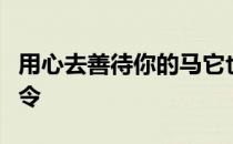 用心去善待你的马它也会懂你也会去听你的指令