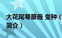 大花尾萼蔷薇 变种（关于大花尾萼蔷薇 变种简介）