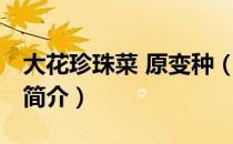 大花珍珠菜 原变种（关于大花珍珠菜 原变种简介）